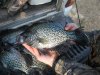 turkey-henshaw crappie 4-10-12 012.JPG