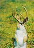 RabbitDeer.jpg
