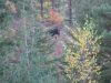 washington  elk 2011 ll 018.JPG