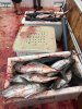 12239_fishing 1.jpg