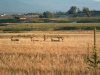 large bucks!.jpg
