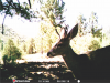 deer contrast.png