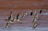 dowitchers ll.jpg