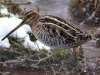 wilson's snipe.jpg