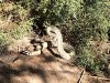 snake.jpg