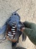 quail.jpg