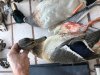 Duck ID.jpg