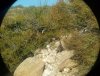 Mountain Quail.jpeg