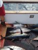 11-19 tuna 2.jpg
