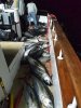 11-19 tuna3.jpg