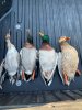 2019 ducks.jpg