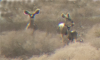deer.png
