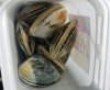 Pismo Clams.jpg