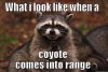What I Look Like When a Coyote Comes Into Range.jpg