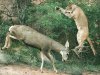 MtnLionAttackingMuleDeer.jpg