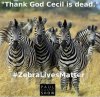 zebra.jpg