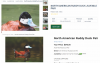 duck pricing.png
