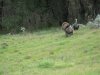 turkeys 2010 034.JPG