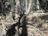new mexico 1st gobbler 2011 002.JPG