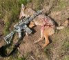 coyot 2.jpg