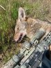 coyote.jpg
