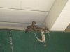 doves 2011 001.JPG