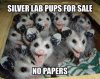 labs2.jpg
