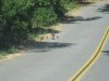 turkeys 6-24-11 008.JPG
