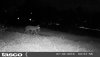 coyote 2016.JPG