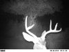 trail cam 9-2-12 126.JPG
