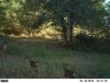 trail cam 7-21-13 081.JPG