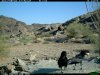 trail cam desert 2017.JPG