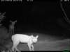 trail cam desert 1744.JPG