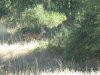wister-julian 8-15-11 027.JPG