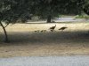 scouting 7-10-12 043.JPG