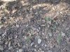 Squirrels,turkeys, & deer 7-4-12 048.JPG