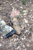 rattler 3-31-13.PNG