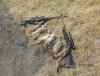 Rabbit Opener 2013 012.JPG