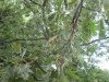 Squirrels,turkeys, & deer 7-4-12 023.JPG