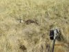 lion kill.JPG