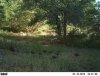 trail cam 7-21-13 068.JPG