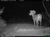 trail cam desert 3498.JPG