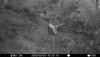 1st Deer 2020 2x2 Trail Camera.JPG