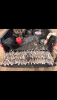 4B7BC08F-8EE7-408E-92EF-662ED9D9B973.png