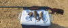 Dove.png