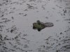 frog huntin' 6-19-13 002.JPG