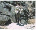 bighorn 6-25-11...Orocopia's.jpg