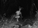Proctor-Valley-Monster.jpg