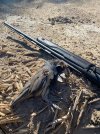 First Quail.jpg