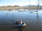 henshaw 1-29-11 009.JPG